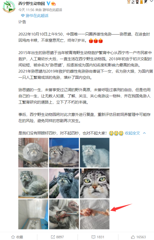 网红兔狲“狲思邈”意外窒息死亡：动物园园长澄清两大疑问